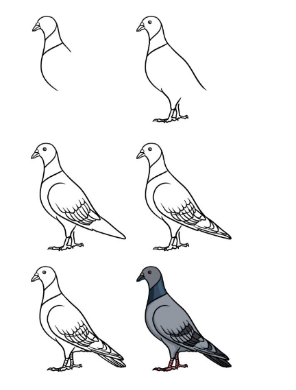 How to Draw A Pigeon