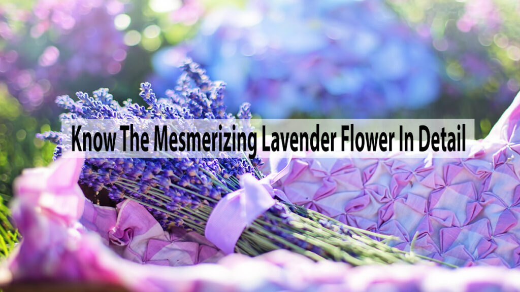Know The Mesmerizing Lavender Flower In Detail
